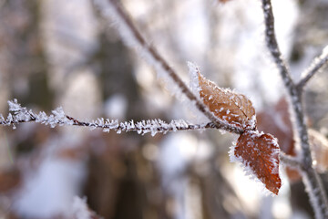 Frost-covered branch with leaves glitters with tiny ice crystals. Winter morning in the delicate beauty of nature