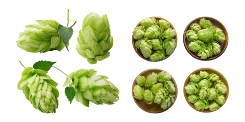 Fresh Green Hops Isolated on Transparent Background for Culinary Use