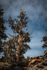 Tall Bristlecone Pine. Gnarled and twisted ancient bristlecone pine trees can be 4,000 years old.