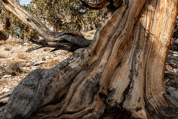 Twisted and Gnarled Trunk of a Bristlecone Pine