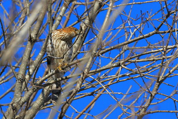 Red shouldered hawk perched in tree on sunny winter day against blue sky. 
