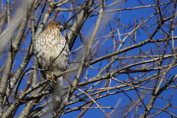 Red shouldered hawk perched in tree on sunny winter day against blue sky. 