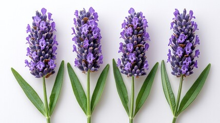 Obraz premium Four lavender flowers arranged with green leaves on a white background.