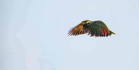 wild turquoise-fronted amazon (Amazona aestiva) parrot in flight, with copy space, seen in Buenos...
