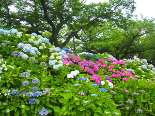 初夏の公園に咲くカラフルな紫陽花