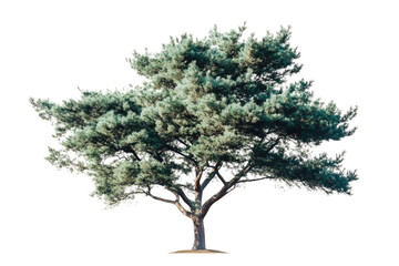 one Green tree isolated on white, Green trees isolated on transparent background forest and summer foliage for both print and web with cut path.