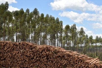 Wood Pile Timber Harvesting 