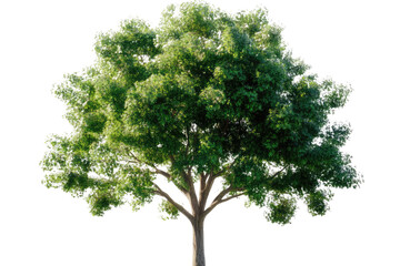 Fototapeta premium one Green tree isolated on white, Green trees isolated on transparent background forest and summer foliage for both print and web with cut path.