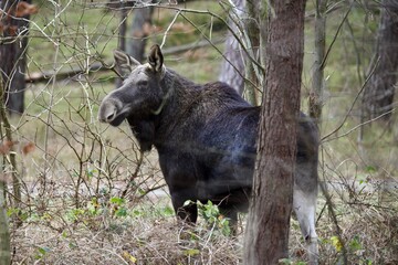Moose in the woods