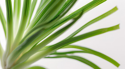 Obraz premium Fennel isolated on white background