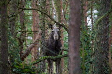 Obraz premium Wild moose in deep forest