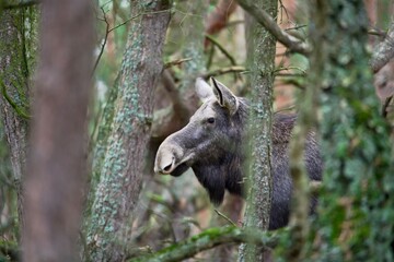 moose in the woods