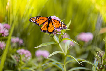 A vibrant monarch butterfly rests on a colorful flower in a summer garden. Its orange wings showcase the beauty of nature, surrounded by grass and blooms. A stunning closeup of this beautiful insect