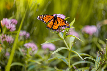 A vibrant monarch butterfly rests on a colorful flower in a summer garden. Its orange wings showcase the beauty of nature, surrounded by grass and blooms. A stunning closeup of this beautiful insect