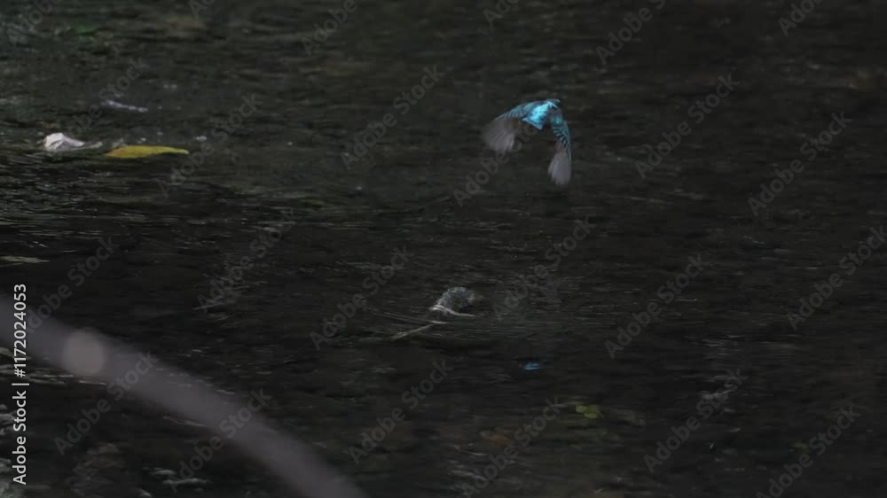 Wall mural common kingfisher in a forest