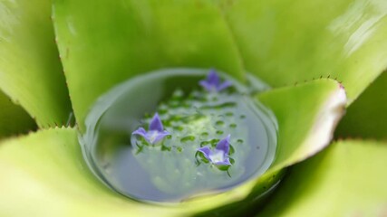 Close-up of purple flowers blooming inside a bromeliad with water in the leaf cup