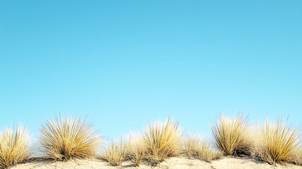 Obraz premium Desert Grass Underneath a Clear Blue Sky