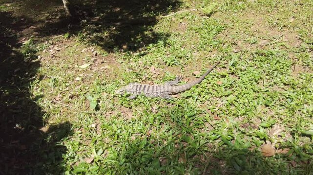 Brazilian and Argentinian black and white teiu (tegu) lizard walking on green grass.