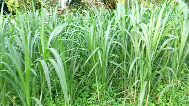 Cenchrus purpureus, synonym Pennisetum purpureum, also known as Napier grass, elephant grass or Uganda grass close up in the field in malaysia