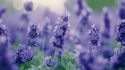 Obraz premium Lavender blooming season lavender field nature photography beautiful landscape close-up view serenity and relaxation