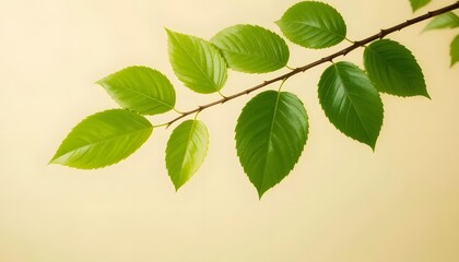 Fototapeta premium green leaves background