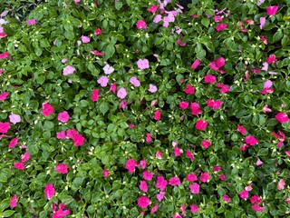 Dense Impatiens Flower Bed
