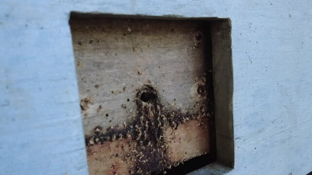 Stingless bees entering and exiting the hive