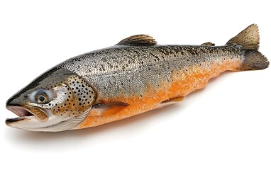 Obraz premium Fresh trout, studio shot, white background, seafood.