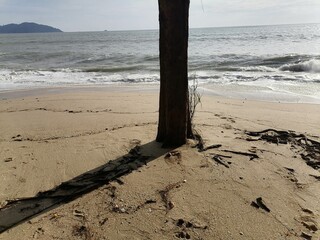 Picture of a tree and its shadow on the beach of Teluk Senangin, Perak, Malaysia
