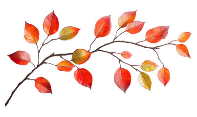 Autumn branch with red and orange leaves.