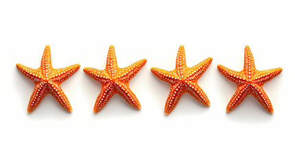 Four vibrant orange starfish displayed horizontally on a white background. Tidepool. Illustration