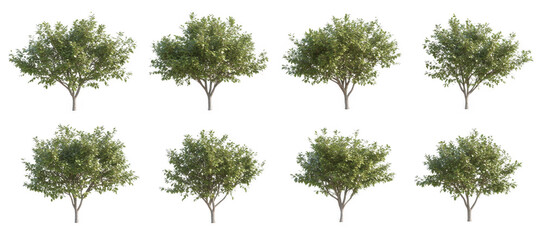 collection of lush green trees isolated on transparency background, showcasing various shapes and sizes, perfect for design projects or educational purposes