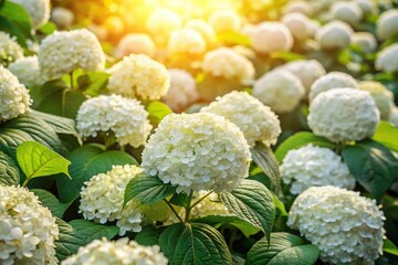 Aerial View of Lush White Hydrangea Macrophylla Flowerbed