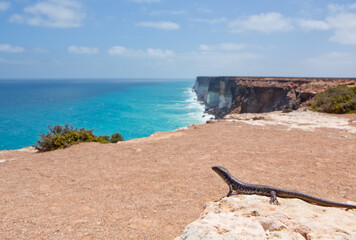 Lizard looking out at the Great Australian Bight, Nullabour plain cliffs. 