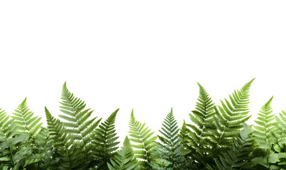 Obraz premium Lush green fern leaves against black background.