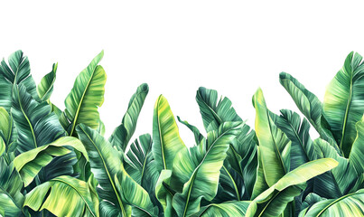 Lush green banana leaves border.