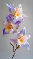Fototapeta premium Three elegant purple and cream orchids.