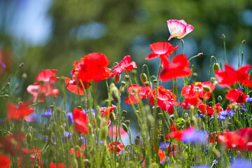 Obraz premium 太陽の光を浴びる初夏のポピー