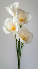 Obraz premium Close-up of four creamy white flowers with yellow centers on slender green stems against a light gray background.
