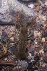 European crayfish Gambero di fiume europeo Austropotamobius pallipes