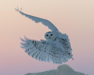 Snowy Owl in Flight (Bubo scandiacus), A large white owl that lives in the Arctic region of North...