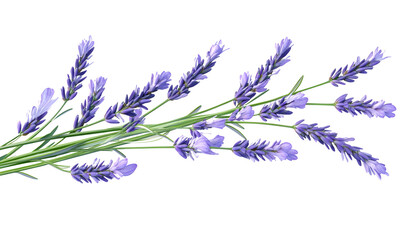Lavender sprig isolated on black background.
