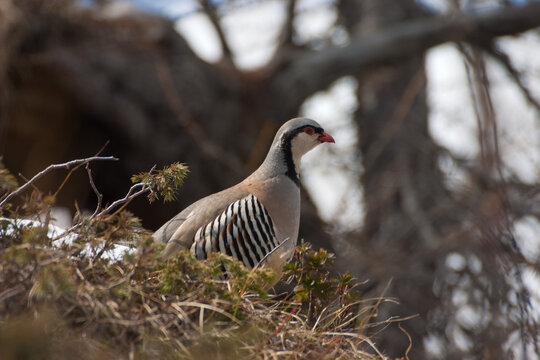 Rock partridge of the Alps, coturnice (Alectoris graeca)