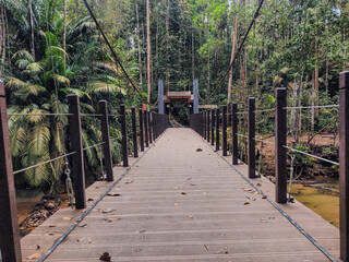 wooden bridge in the forest