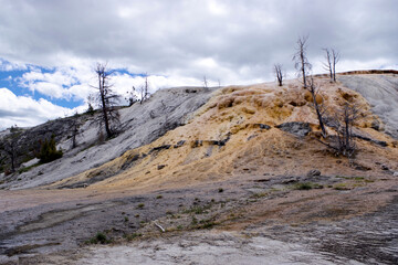 Bare trees at Mammoth Hot Springs