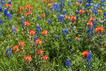Bluebonnets and Indian Paintbrush wild flowers in Central Texas, in Spring
