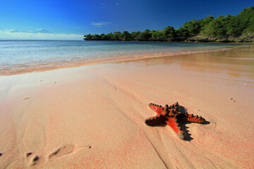 view of the blue sea with pink sand beach with blue sky and whit