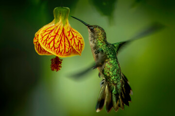 Beija-flor-de-garganta-verde