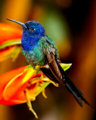 Beija-flor-tesoura