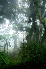 Floresta